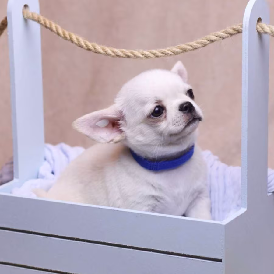 Chihuahua Puppies for Sale, Boys, 5 Weeks Old in Dallas, TX