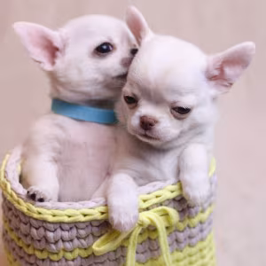 Chihuahua Puppies for Sale, Boys, 5 Weeks Old in Dallas, TX