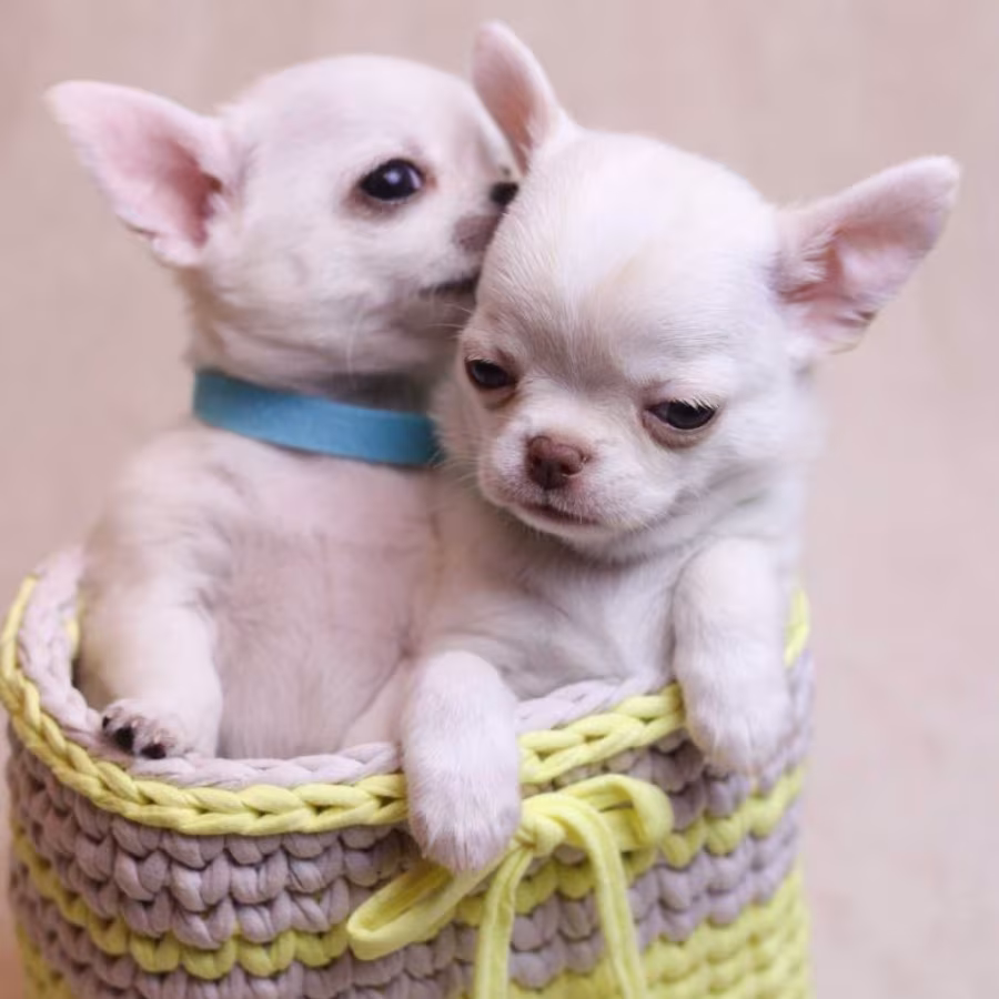 Chihuahua Puppies for Sale, Boys, 5 Weeks Old in Dallas, TX