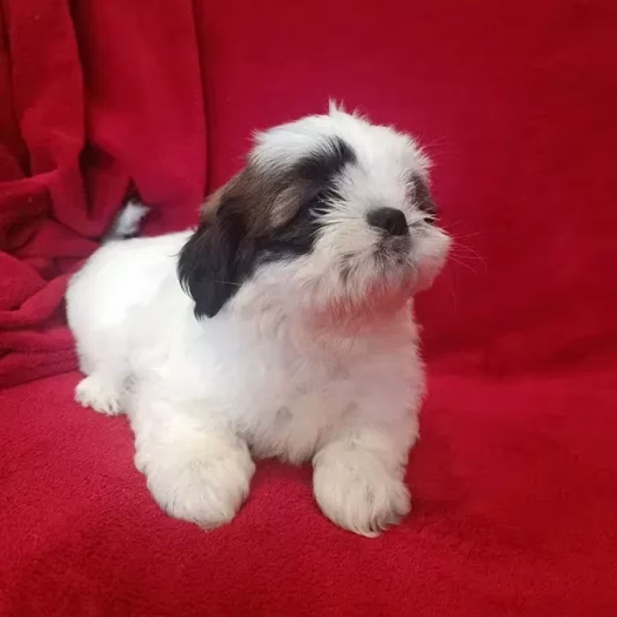 Shih Tzu boys and girls, AKC documents