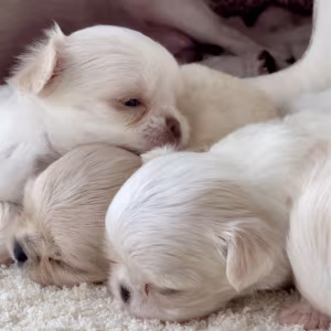 Chihuahua Boy and Girl for Sale in Bronx, NY