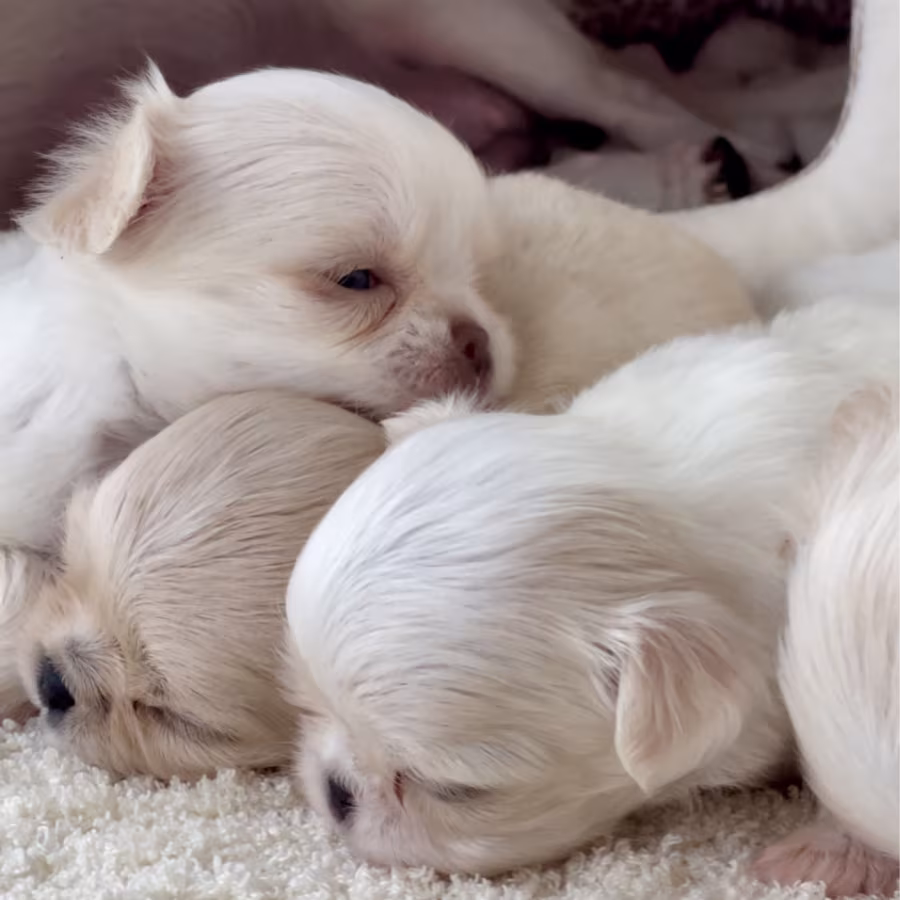Chihuahua Boy and Girl for Sale in Bronx, NY