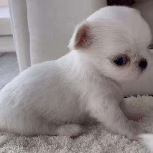 Chihuahua Boy and Girl for Sale in Bronx, NY