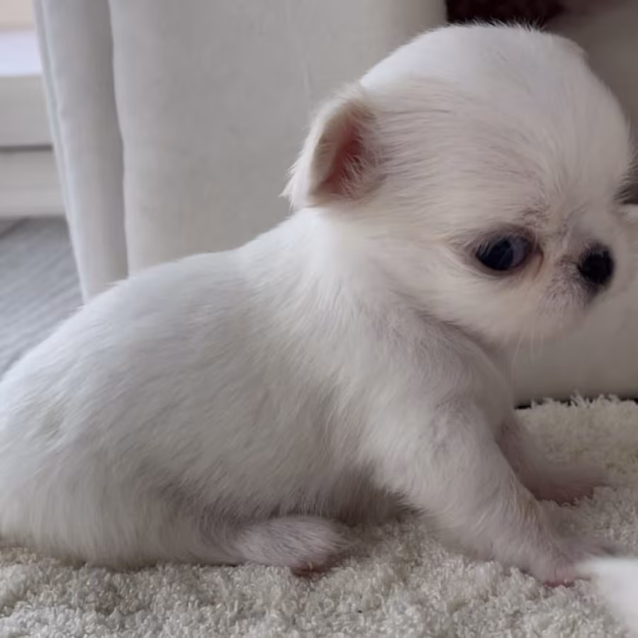 Chihuahua Boy and Girl for Sale in Bronx, NY