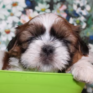 Shih Tzu Puppies for Sale in San Diego, CA