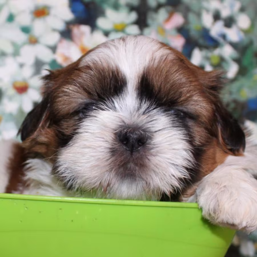 Shih Tzu Puppies for Sale in San Diego, CA