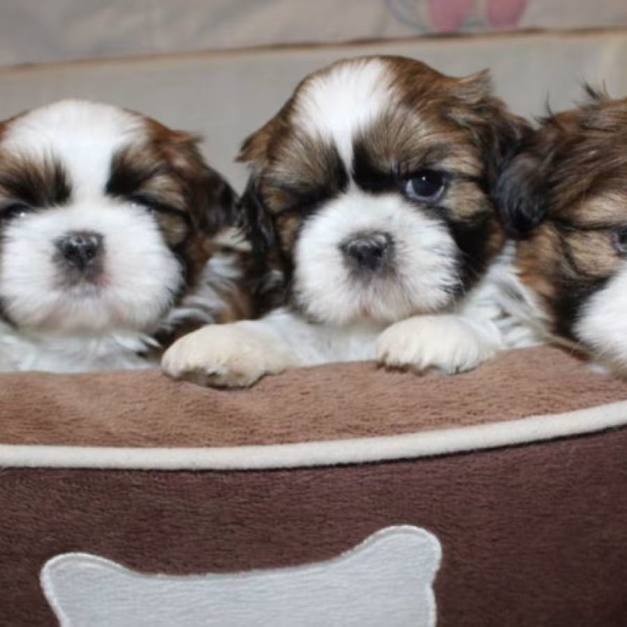 Shih Tzu Puppies for Sale in San Diego, CA