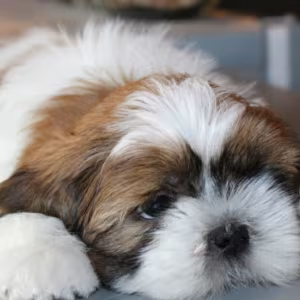 Shih Tzu Puppies for Sale in San Diego, CA