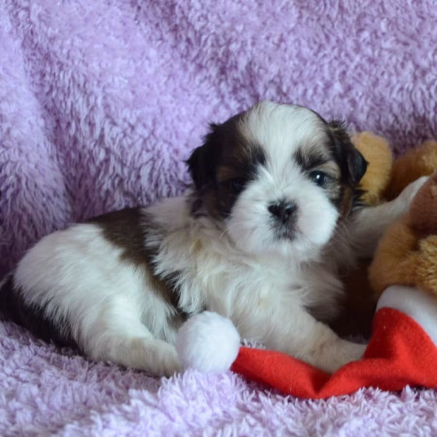 Shih Tzu Boy and Girl for Sale in Chicago, IL