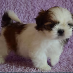 Shih Tzu Boy and Girl for Sale in Chicago, IL