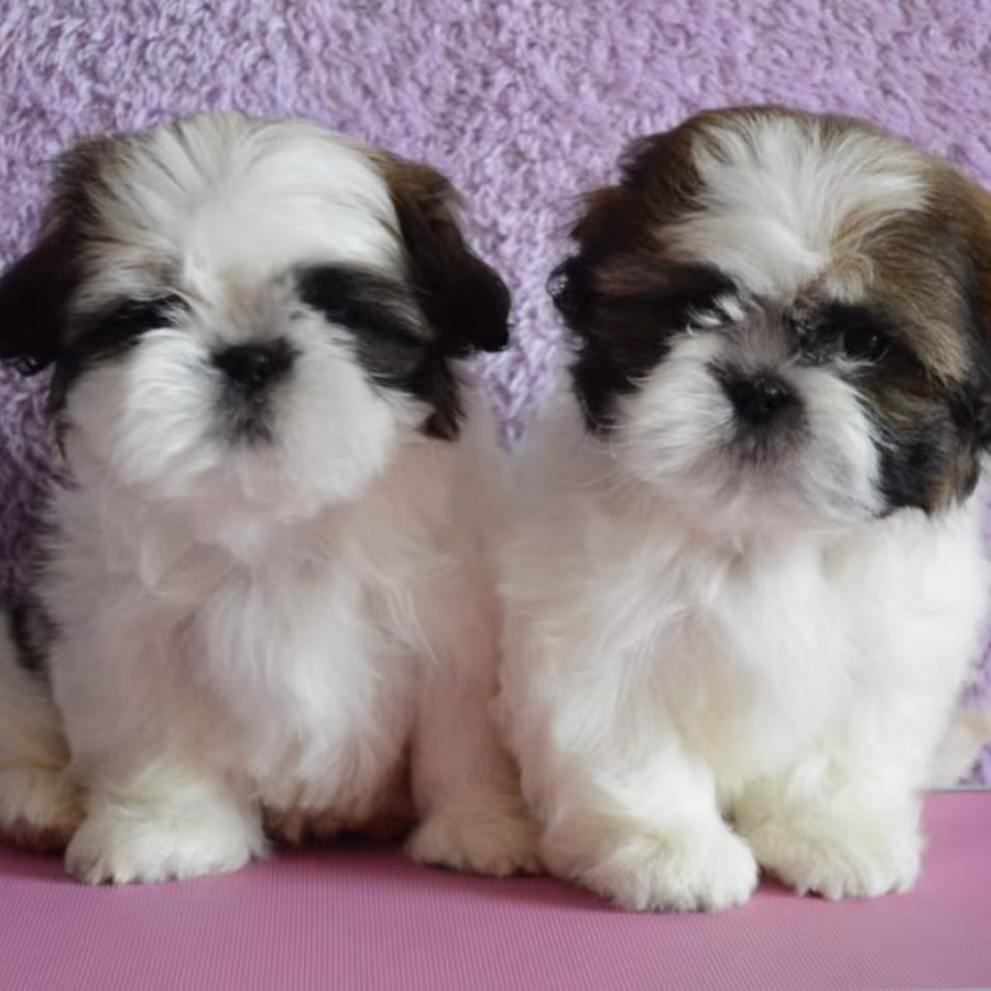 Shih Tzu Boy and Girl for Sale in Chicago, IL