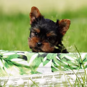 Yorkshire Terrier Puppies for Sale in New York
