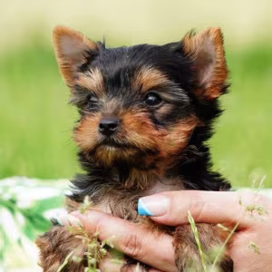 Yorkshire Terrier Puppies for Sale in New York