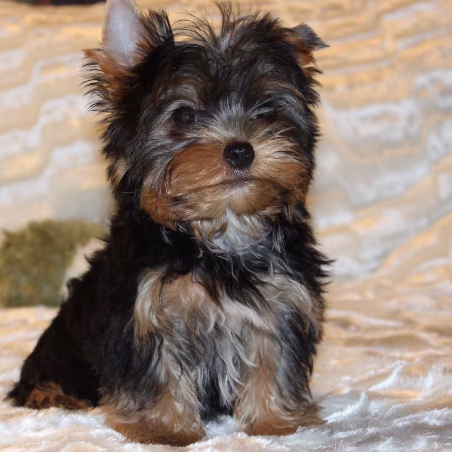Sweet Yorkshire Terrier Looking for a Family in Chicago (IL)
