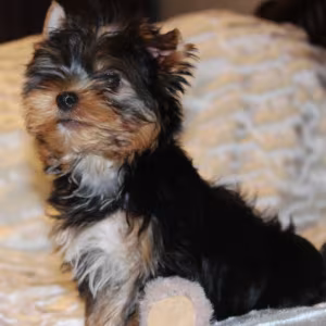 Sweet Yorkshire Terrier Looking for a Family in Chicago (IL)