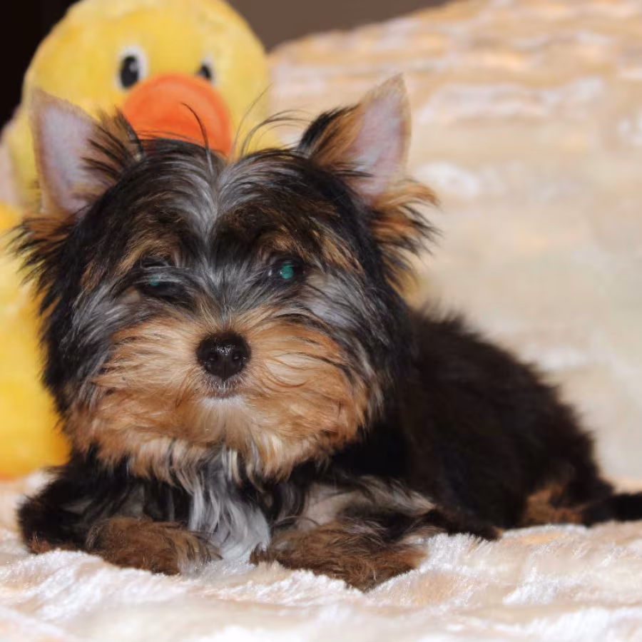 Sweet Yorkshire Terrier Looking for a Family in Chicago (IL)