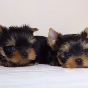 Yorkies for Sale in Dallas (TX)