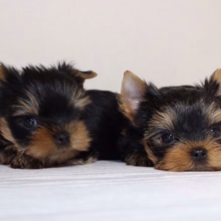 Yorkies for Sale in Dallas (TX)