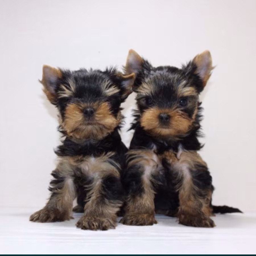 Yorkies for Sale in Dallas (TX)