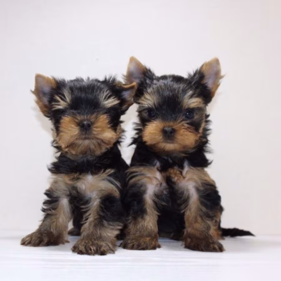 Yorkies for Sale in Dallas (TX)