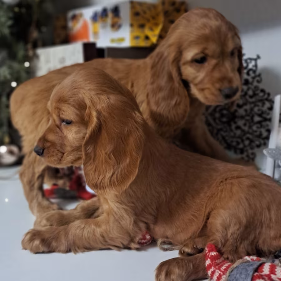 Buy American Cocker Spaniel Puppies in Phoenix, AZ