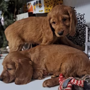 Buy American Cocker Spaniel Puppies in Phoenix, AZ