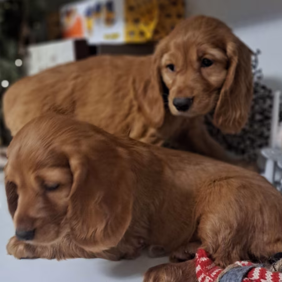 Buy American Cocker Spaniel Puppies in Phoenix, AZ