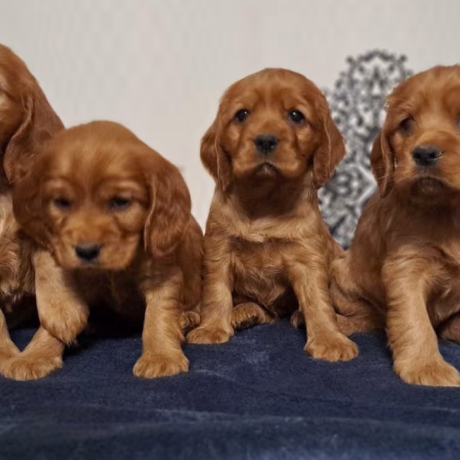American Cocker Spaniel Puppies Available for Reservation in San Jo...