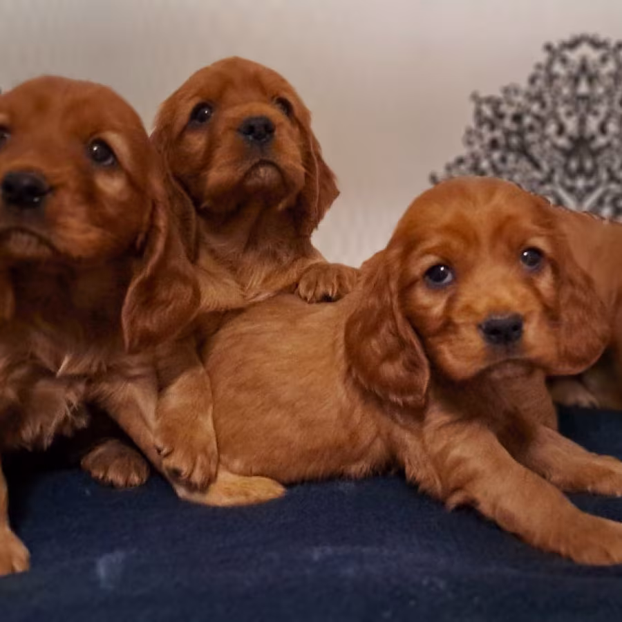 American Cocker Spaniel Puppies Available for Reservation in San Jo...