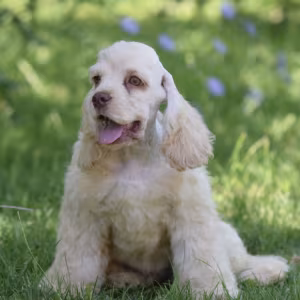 Male American Cocker Spaniel Looking for a Home in Manhattan, NY