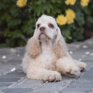 Male American Cocker Spaniel Looking for a Home in Manhattan, NY