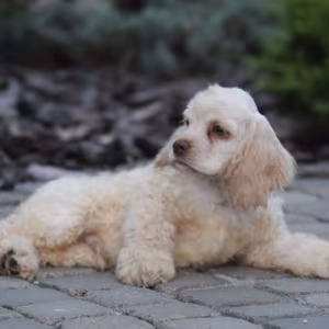 Male American Cocker Spaniel Looking for a Home in Manhattan, NY