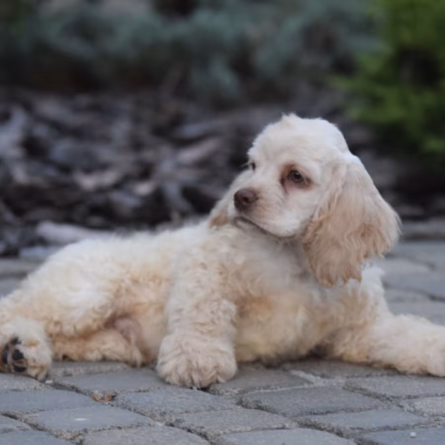 Male American Cocker Spaniel Looking for a Home in Manhattan, NY