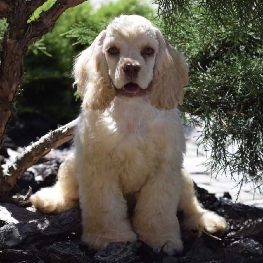 Male American Cocker Spaniel Looking for a Home in Manhattan, NY