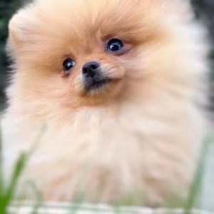 Pomeranian Spitz girl baby 4 months old