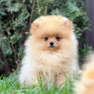 Pomeranian Spitz girl baby 4 months old