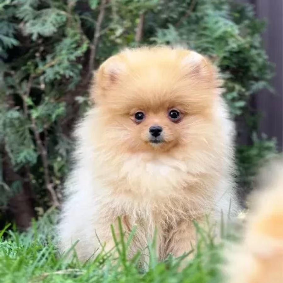 Pomeranian Spitz girl baby 4 months old
