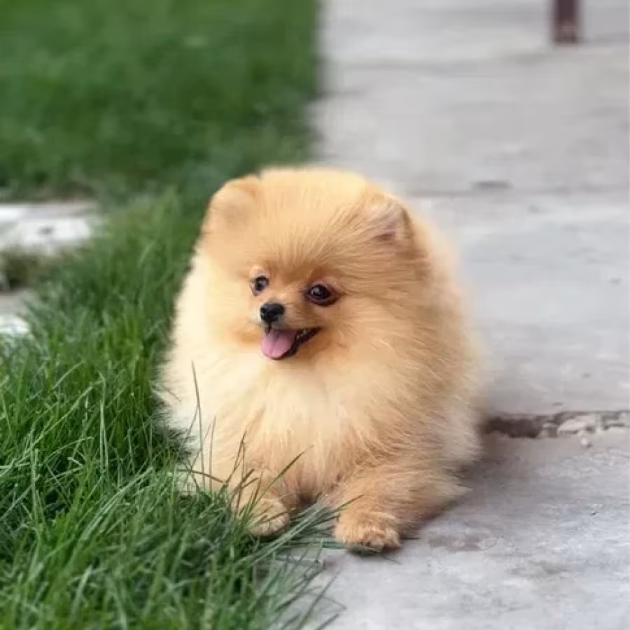 Pomeranian Spitz girl baby 4 months old