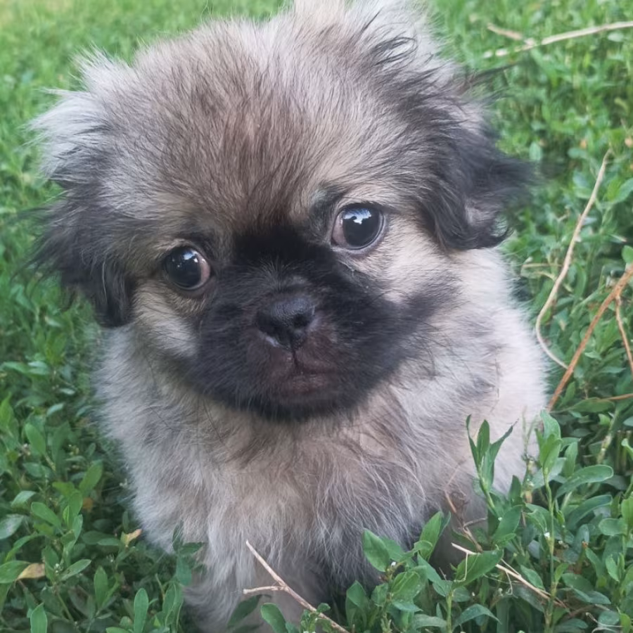 Male Pekingese for Sale in Jackson, NJ