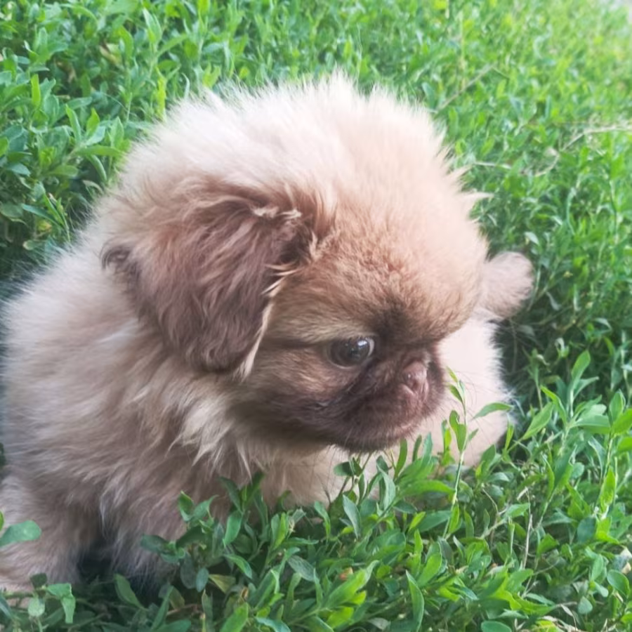 Male Pekingese for Sale in Jackson, NJ