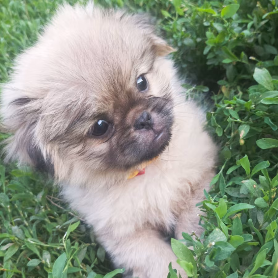 Male Pekingese for Sale in Jackson, NJ
