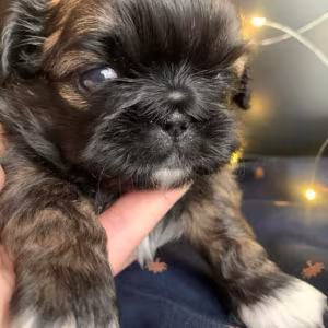 Pekingese Puppies for Sale in San Diego, CA