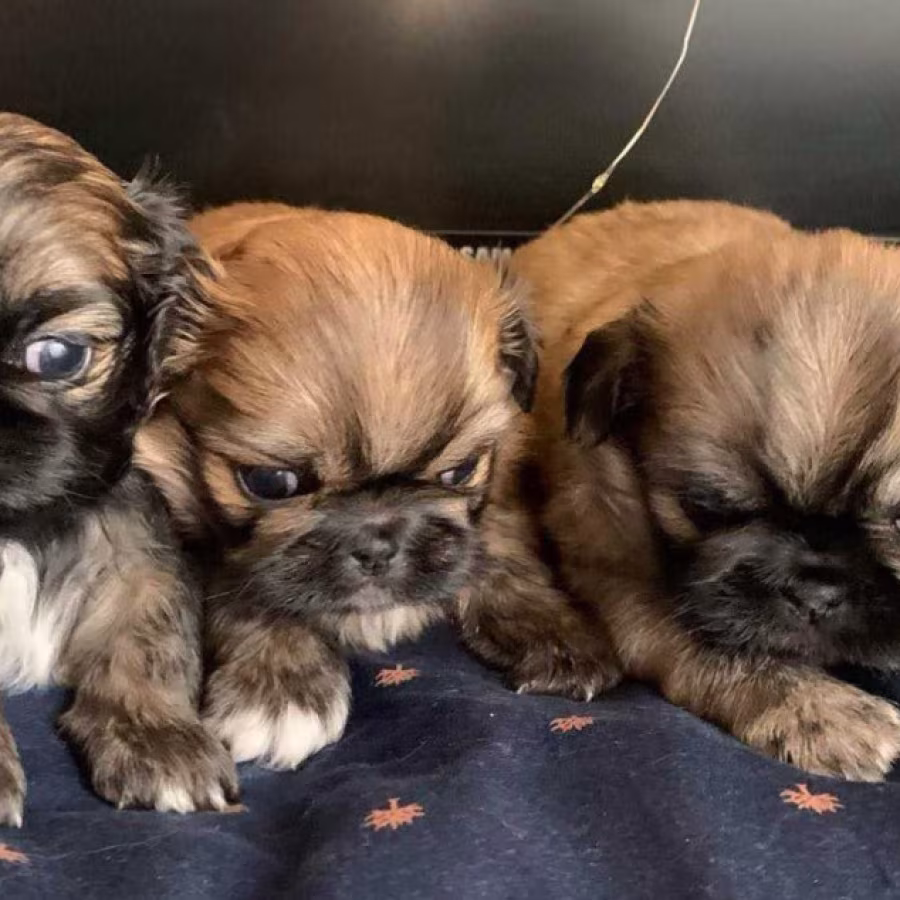 Pekingese Puppies for Sale in San Diego, CA