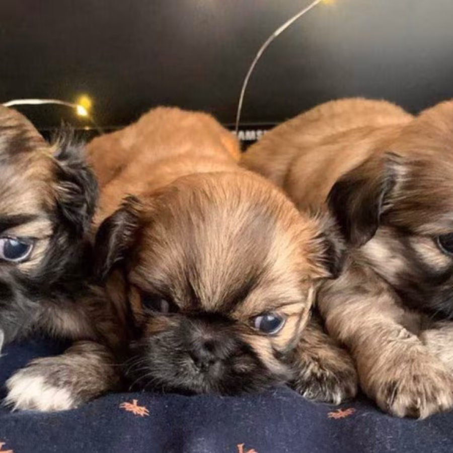 Pekingese Puppies for Sale in San Diego, CA