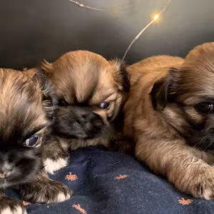 Pekingese Puppies for Sale in San Diego, CA