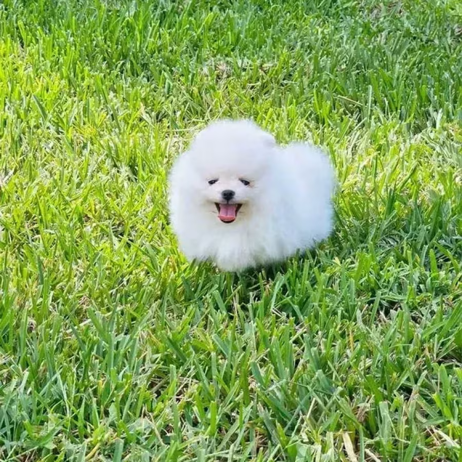 Mini Pomeranian Spitz