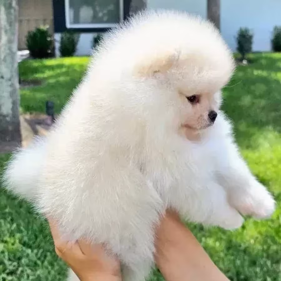 Mini Pomeranian Spitz