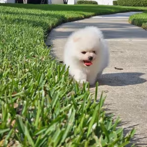 Mini Pomeranian Spitz