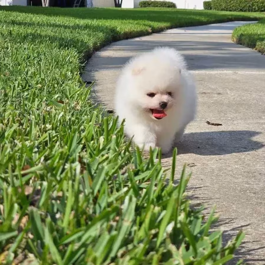 Mini Pomeranian Spitz
