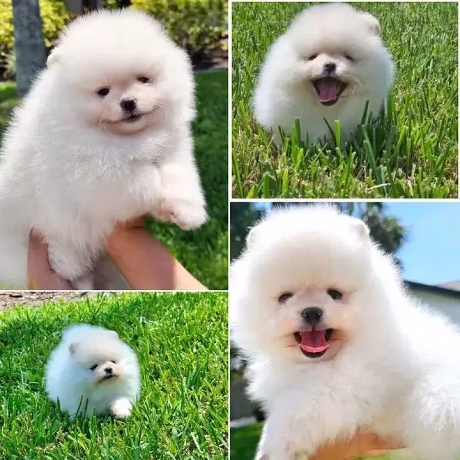 Mini Pomeranian Spitz